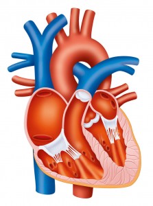 02 Edises Carbone cuore